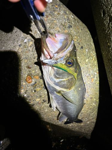 シーバスの釣果