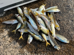 アジの釣果