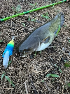 ナマズの釣果