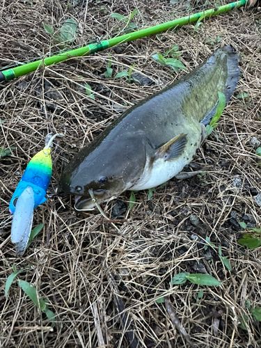 ナマズの釣果