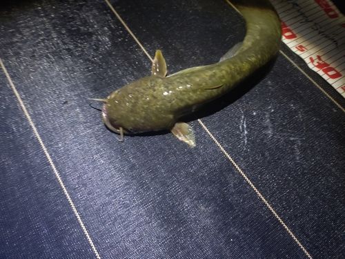 ナマズの釣果