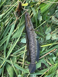 カムルチーの釣果