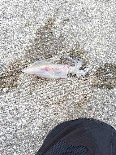 ヤリイカの釣果