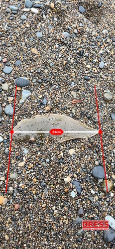 シタビラメの釣果