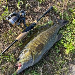 スモールマウスバス