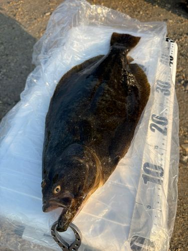 ヒラメの釣果