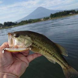 ブラックバス