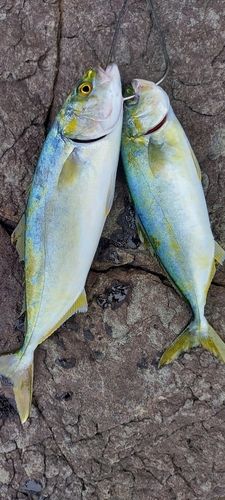 ワカシの釣果