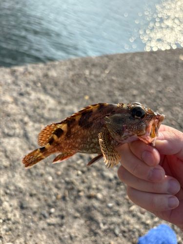 カサゴの釣果