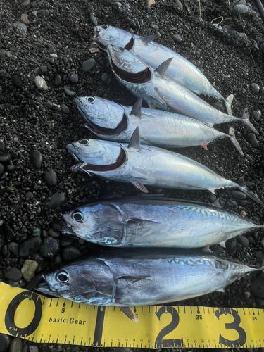 マルソウダの釣果