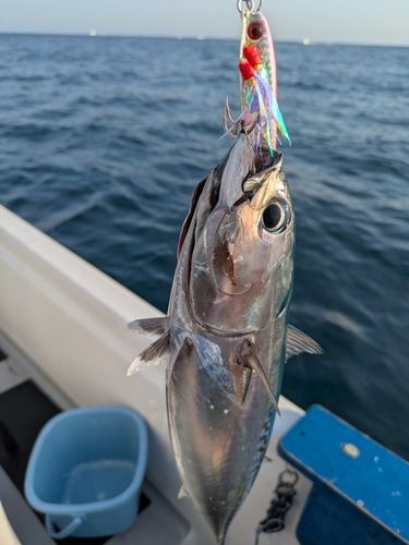 マルソウダの釣果