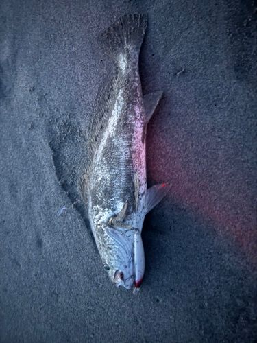 ニベの釣果