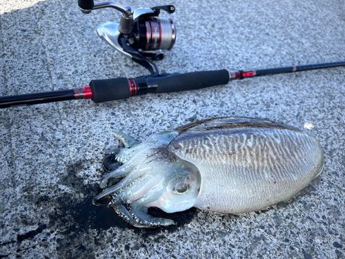 コウイカの釣果