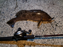 アイナメの釣果