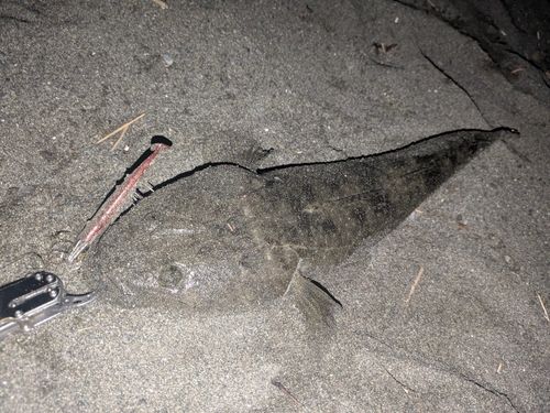 マゴチの釣果