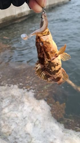 タケノコメバルの釣果