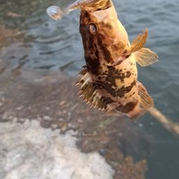 タケノコメバル