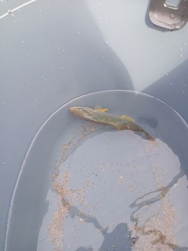 ショゴの釣果