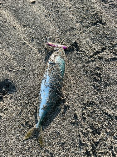 ワカシの釣果
