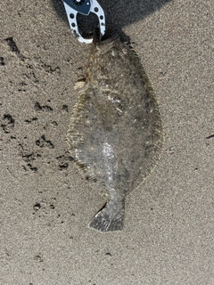 ソゲの釣果