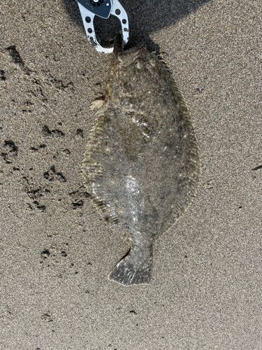 ソゲの釣果