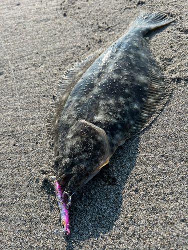ソゲの釣果