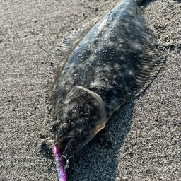 ソゲ