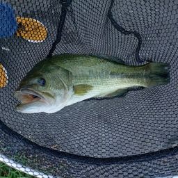 ラージマウスバス