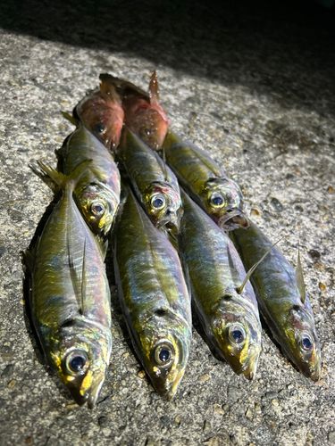 アジの釣果