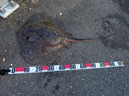 アカエイの釣果