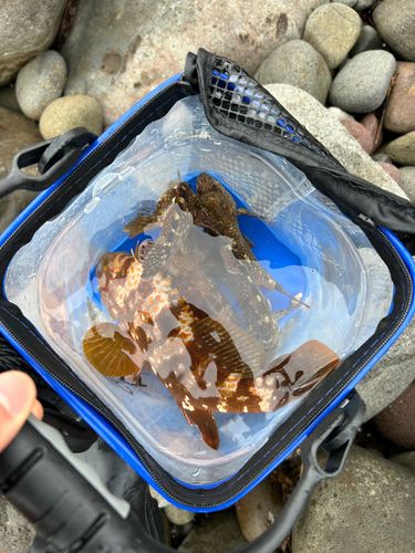 キジハタの釣果