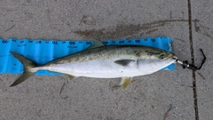 ブリの釣果