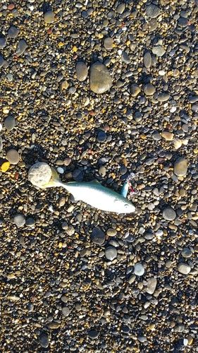 ワカシの釣果