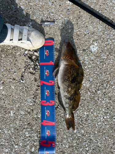 アイナメの釣果