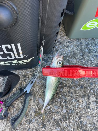 サバの釣果