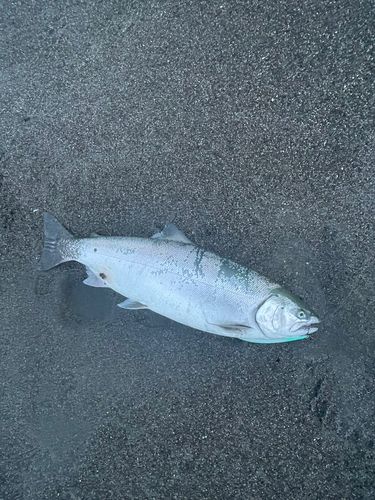 サクラマスの釣果