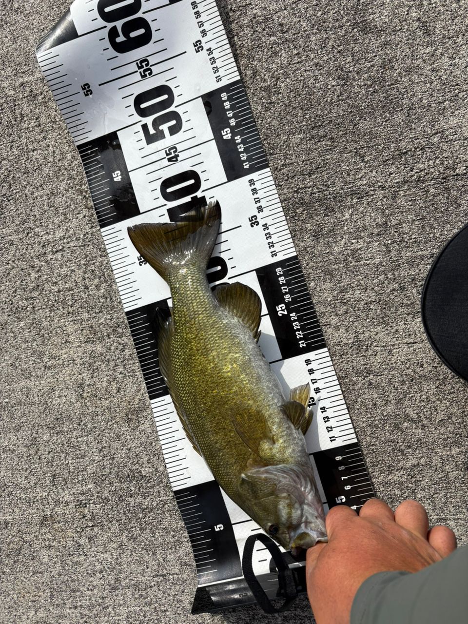 スモールマウスバス