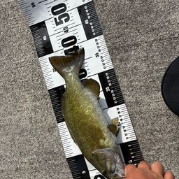 スモールマウスバス