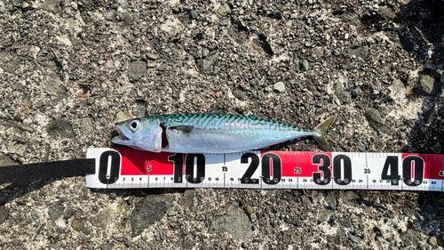 サバの釣果