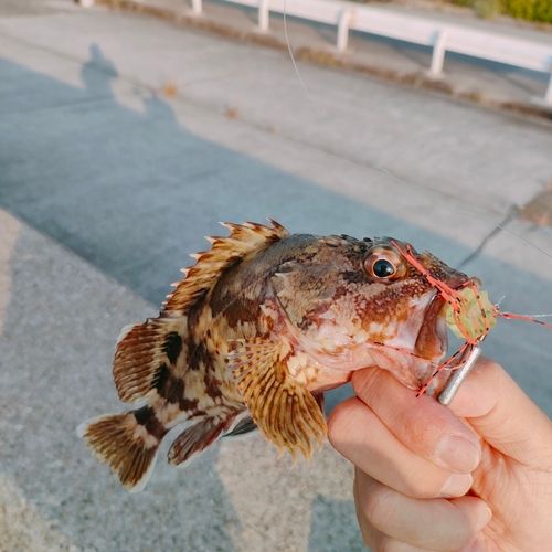 カサゴの釣果