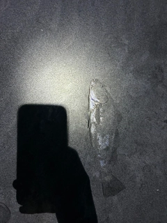 ニベの釣果