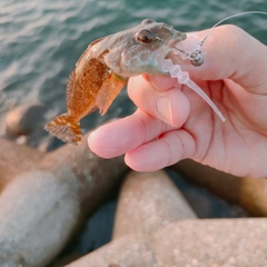 アナハゼの釣果