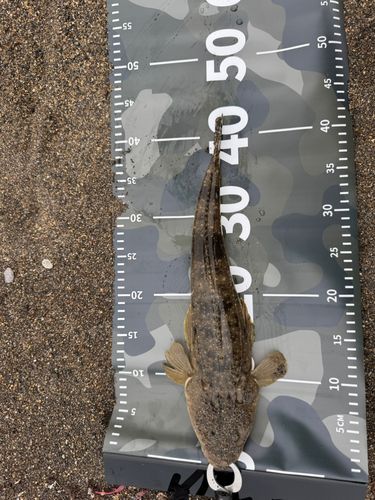 マゴチの釣果