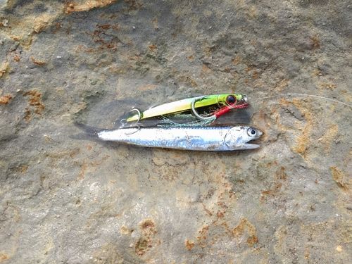 カタクチイワシ