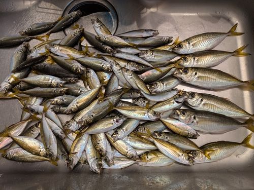 アジの釣果