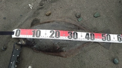 ヒラメの釣果