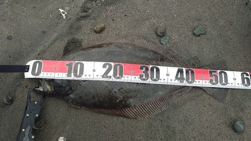 ヒラメの釣果
