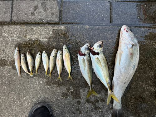アジの釣果