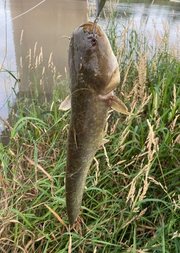 ニホンナマズの釣果