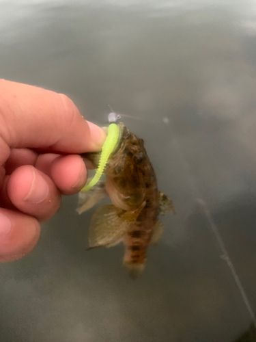 ウロハゼの釣果